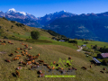 Troupeau vaches en montagne