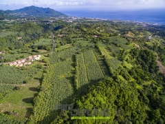 Propriété agricole en Guadeloupe