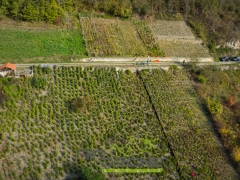 Vendanges